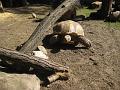 Zoo Cottbus 014